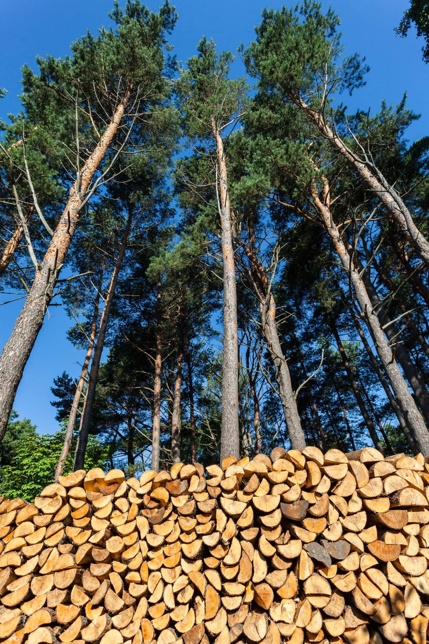 residential tree service